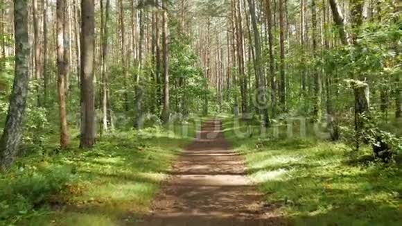 走在一片高大的树林里相机在两个方向上以45度的角度旋转视频的预览图