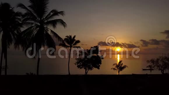 日出棕榈树视频的预览图