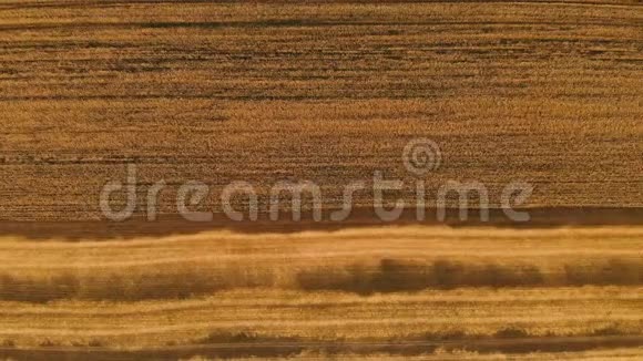 从部分播种成熟的麦田俯瞰空中小麦的全景运动农业面包生产视频的预览图