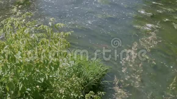 绿树和长满青草的河藻视频的预览图