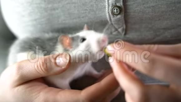一只家养的手持老鼠坐在他的手上吃东西视频的预览图