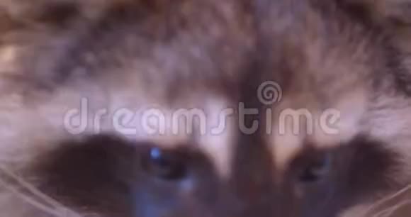 动物园笼子里可爱的毛茸茸的浣熊的特写镜头平静地看着周围的环境视频的预览图