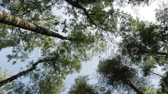 在美丽的夏日早晨用绿色的高大树木蓝天明亮的太阳倾斜森林景观视频的预览图