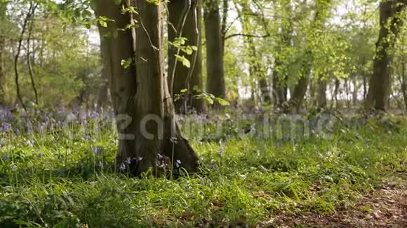 春天森林里的小径绿草和蓝铃的田野全景拍摄视频的预览图