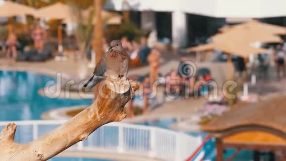 埃及灰鸽子坐在酒店背景的树枝上有一个游泳池视频的预览图