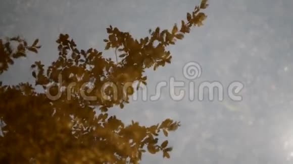树枝水面上的倒影视频的预览图