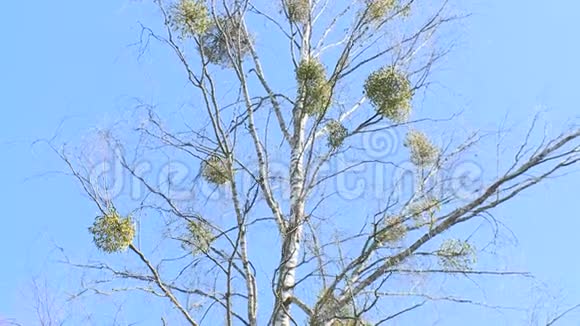 槲寄生在桦树枝上生长视频的预览图