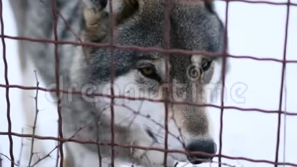 动物园里被囚禁的悲伤灰狼视频的预览图