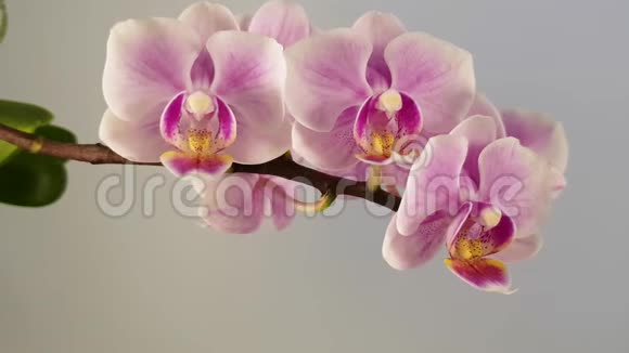 紫罗兰兰的迷人花朵视频的预览图