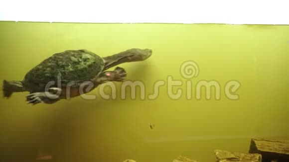 Siebenrock蛇颈龟ChelodinaSiebenrocki4K录像视频的预览图