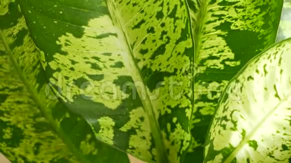 香蕉叶墙大型热带新鲜绿色香蕉树叶子自然热带异国情调视频的预览图