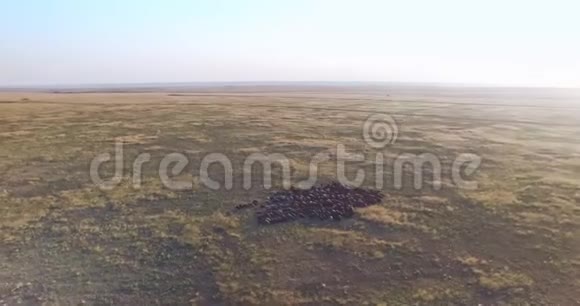乌克兰草原上一群羊的猎兽射击视频的预览图