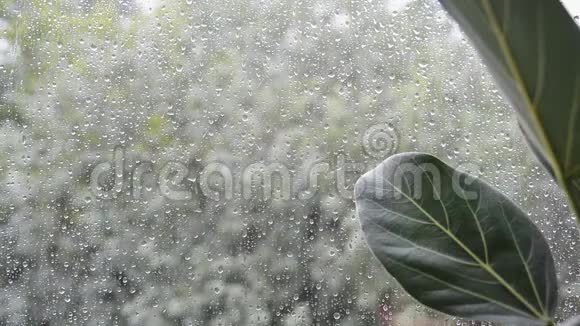 窗外阴雨天气恶劣的榕树叶片视频的预览图