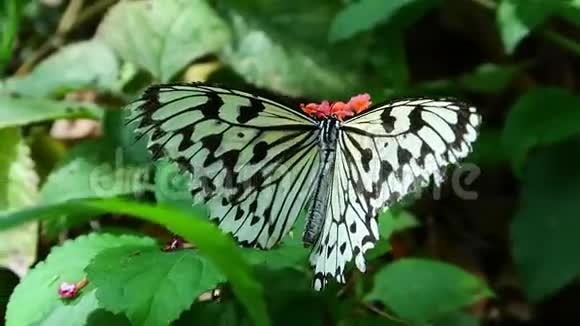 红花上的黑白蝴蝶视频的预览图
