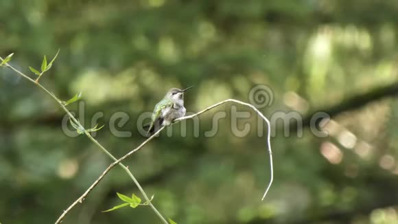 夏天坐在木藤上的小蜂鸟视频的预览图