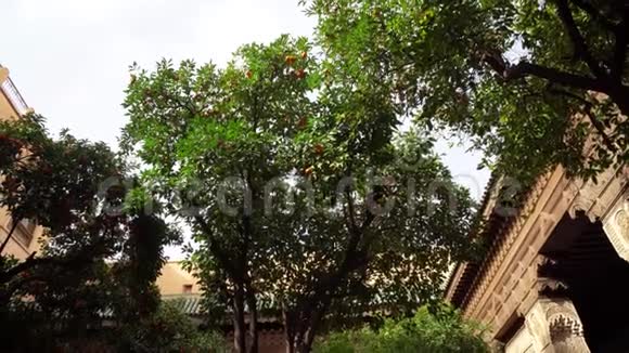 有棕榈树的老庭院视频的预览图