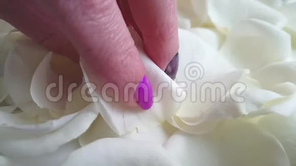 玫瑰花瓣背景瀑布慢动作雌手视频的预览图