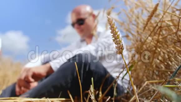 背景麦田上戴着太阳镜的秃头男人的肖像一个人坐着摸着麦穗视频的预览图