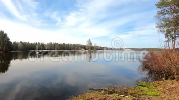 令人难以置信的宁静的清水湖周围是松树桦树和云下的风景美景视频的预览图