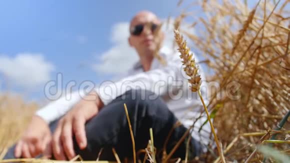 背景麦田上戴着太阳镜的秃头男人的肖像一个人坐着摸着麦穗视频的预览图