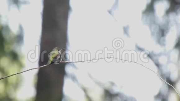 小蜂鸟在森林边缘的白色背景上视频的预览图