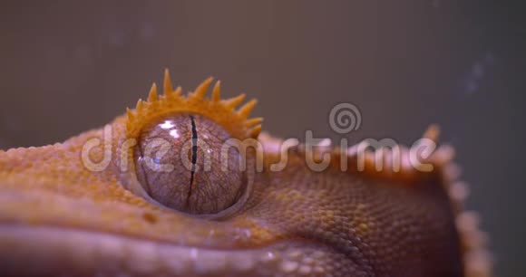 近距离拍摄的绿色青蛙眼睛直接和平静地进入相机在水族馆视频的预览图