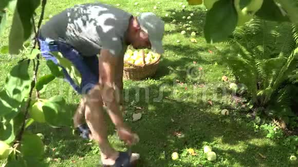 穿短裤的年轻园丁把成熟的苹果果实摘到树下的柳条篮子里4K视频的预览图