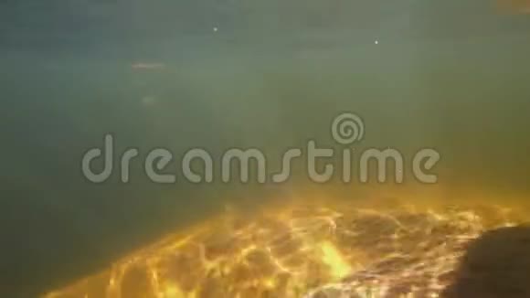 欧洲一个湖泊的脏水中带有随机图案的水草下的阳光透过水面视频的预览图