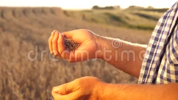 有机谷物商人评估粮食质量特写镜头农民用手把麦粒从手掌倒到手掌视频的预览图