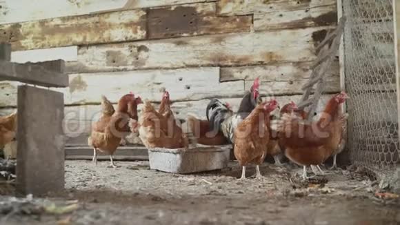 鸡场家禽鸡舍里的母鸡和公鸡视频的预览图