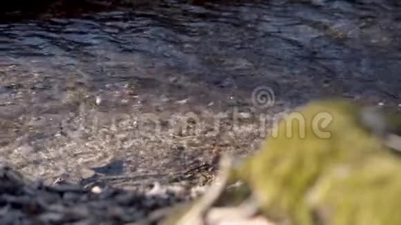 慢动作一条清澈的小河秋叶迎着阳光平移视频视频的预览图