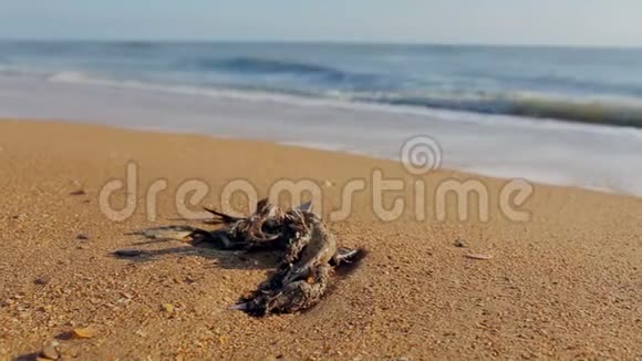 沙滩上一只死海鸥视频的预览图