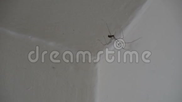 长腿蜘蛛窖藏蜘蛛长腿蜘蛛白壁蜘蛛科视频的预览图