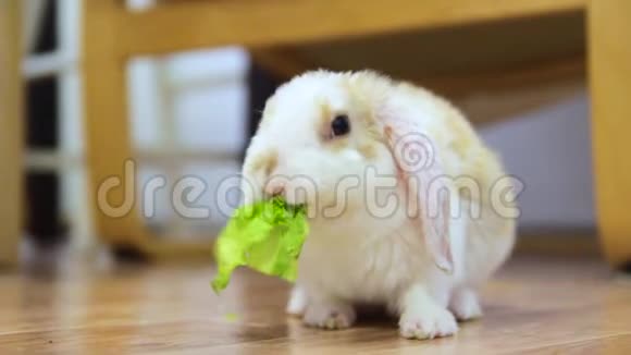 小红白色兔2个月大咀嚼绿叶动物食物和宠物概念视频的预览图