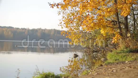 两个人在公园的湖上自拍视频的预览图