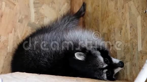 在动物园里喂浣熊的女孩视频的预览图