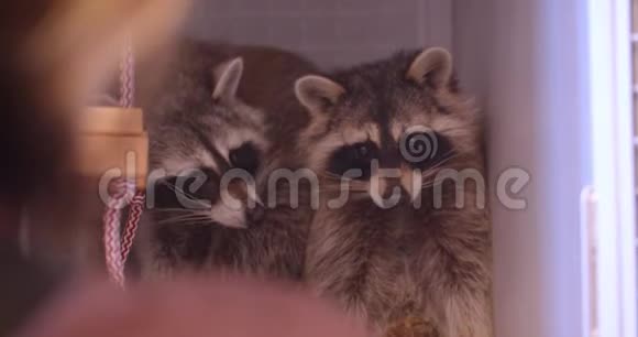 动物园笼子里两只浣熊紧张又害怕的特写镜头视频的预览图