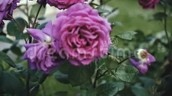 城市花坛里的玫瑰视频的预览图
