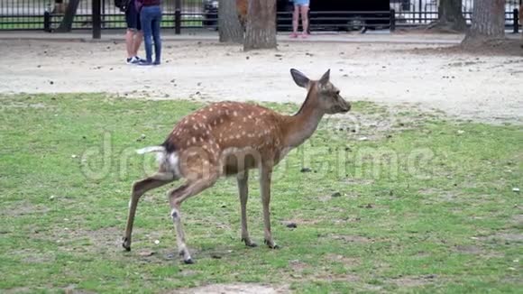 奈良公园草地上的鹿观光视频的预览图