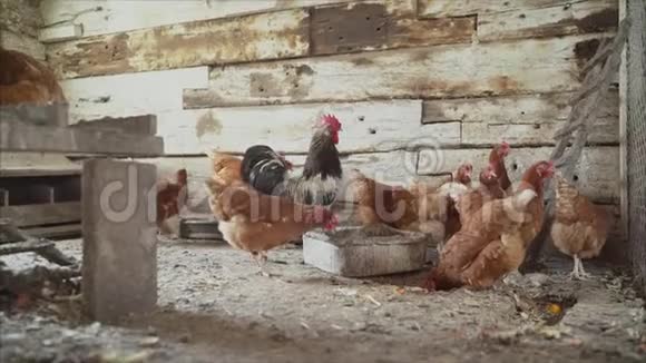 鸡场家禽鸡舍里的母鸡和公鸡视频的预览图
