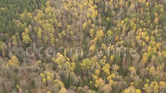 西伯利亚美丽的秋天森林和岩石的鸟瞰图视频的预览图