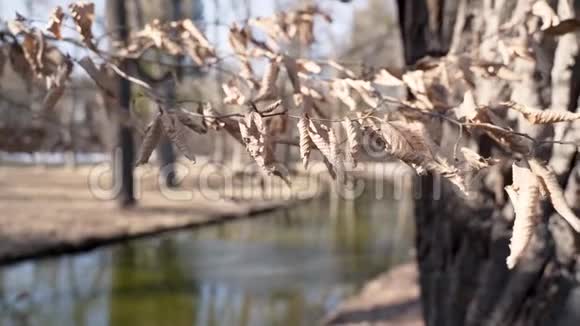在公园里的树枝上悬挂干燥的秋叶慢动作视频的预览图