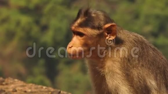 一只猴子在太阳照耀下休息视频的预览图