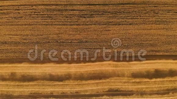 从部分播种成熟的麦田俯瞰空中小麦的全景运动农业面包生产视频的预览图