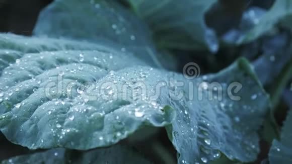 雨下N落叶的特写地上有绿叶的白菜灌木视频的预览图