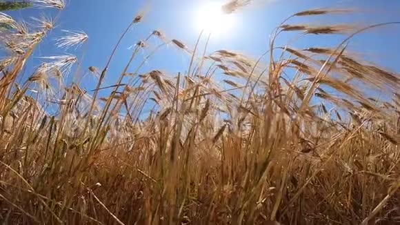 阳光明媚的一天成熟的麦田视频的预览图