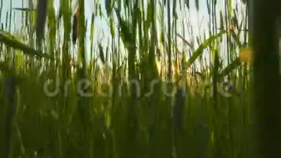 飞过黑麦的田野视频的预览图
