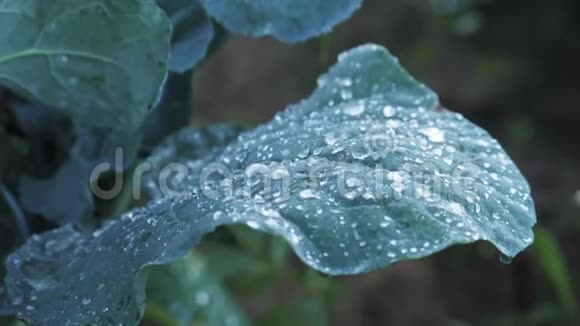 雨下N落叶的特写地上有绿叶的白菜灌木视频的预览图