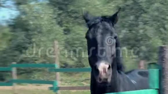 年轻的Stallion优雅的纯种阉割后的深棕色马绕着圈圈奔跑尖叫视频的预览图