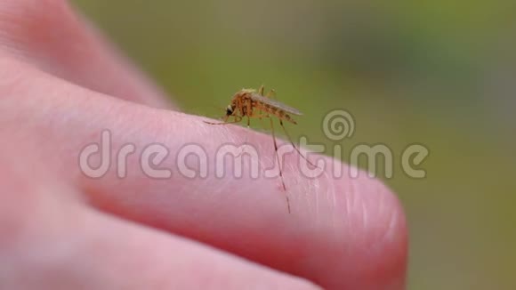蚊子吸血人体皮肤视频的预览图